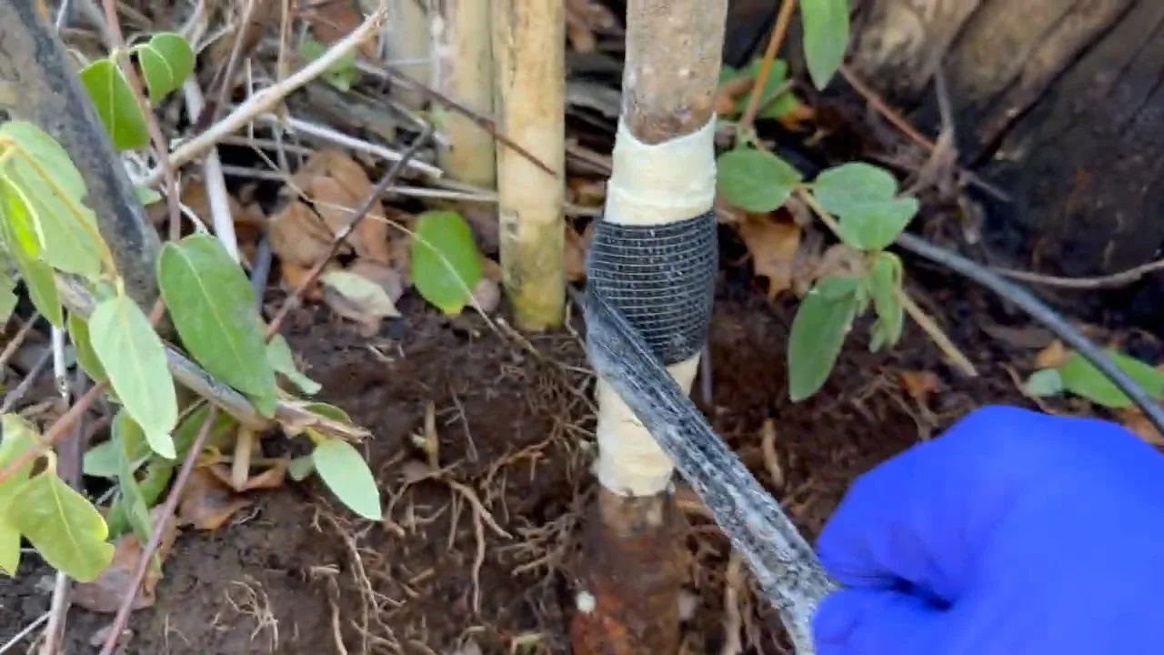 Blue-gloved hand holding black tape wound around a pipe riser among garden plants.