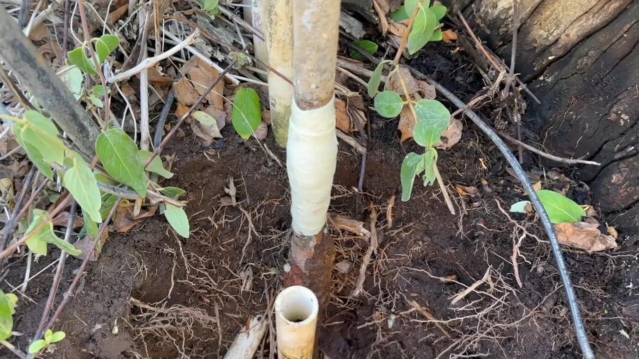 White pipe rising from yard soil among roots and plants, with a thin drip line running beside it.